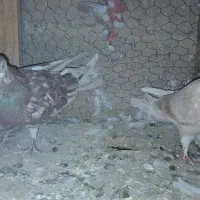 کبوتر