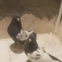 سینه کله پرشی غریب طوقی|پرنده|بجنورد, |دیوار