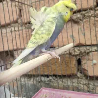 مرغ عشق رینبو و ساده و پروانه ای