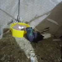 دم سفیدماده