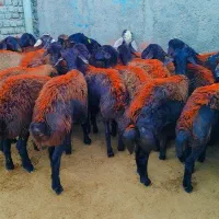 ۲۲  بره ماده پارسالی غزل افشار پای قوچ فروشی.. میش|حیوانات مزرعه|مشهد, طرق|دیوار