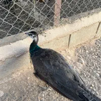 طاووس هندی|پرنده|شیراز, حومه شیراز|دیوار