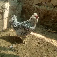 مرغ خروس گلین|حیوانات مزرعه|شیراز, گویم|دیوار
