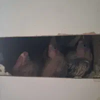 عروس هلندی مولد با جوجه