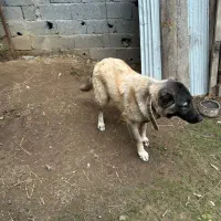 توله سگ سرابی|سگ|تالش, هشتپر|دیوار