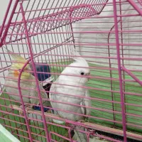 عروس هلندی ماده|پرنده|محمدیه-قزوین, |دیوار