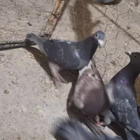 ۱۲ تا پلاکی