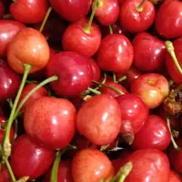 گیلاس تکدانه