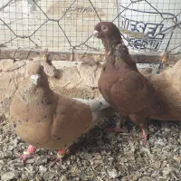 سرخ و زرد فری