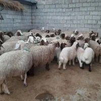 میش بره|حیوانات مزرعه|پلدختر, |دیوار