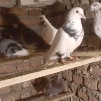 پرشی|پرنده|سلماس, |دیوار