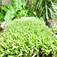 فروش نشا فلفل محلی