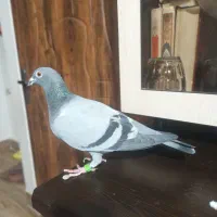 کفتر مسافتی ماده|پرنده|نسیم‌شهر, |دیوار