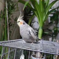 عروس هلندی جفت با ۲ جوجه|پرنده|کرمانشاه, |دیوار