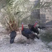 بوق