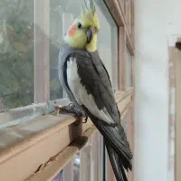 عروس هلندی امید