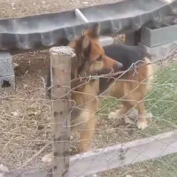 سگ ژرمن اصیل