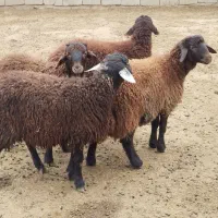 چهار عدد بره نر