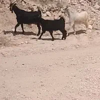 فروش بز