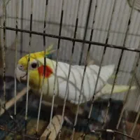 عروس هلندی|پرنده|هندیجان, |دیوار