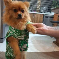 سگ ماده|حیوانات|قم, پردیسان|دیوار