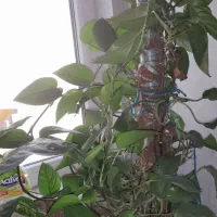 گل و گیاه|گل و گیاه طبیعی|تهران, خاک سفید|دیوار