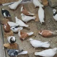 کفتر کبوتر همه مدل