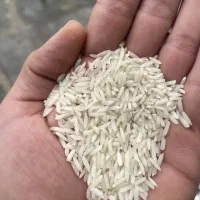 برنج هشمی اعلاء مستیقم از کشاورز