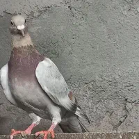 فروش کود کبوتر