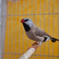 فنچ کرواتی و کینگ اخمو و زبرا رنگ عتیقه|پرنده|گلبهار, شهر جدید گلبهار|دیوار