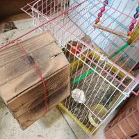 مرغ عشق عروس هلندی طوطی برزیلی|پرنده|کرج, برغان|دیوار