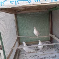 کبوتر پرشی|پرنده|اصفهان, اندوان|دیوار