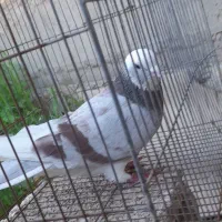 ۳تا‌نر‌‌‌‌پرش‌سنگین‌