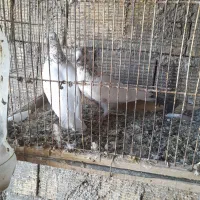 جفت کله ای|پرنده|زرندیه, |دیوار