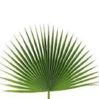 فروش زیر قیمت و فوری برگ و تنه درخت پالم|گل و گیاه طبیعی|آمل, |دیوار