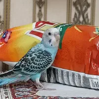 جوجه مرغ عشق|پرنده|تهران, مهران|دیوار