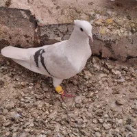 فروش ی کت کاغذی ماده نایاب