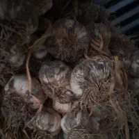 فروش سیردرجه یک