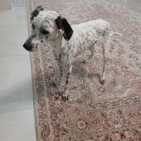 واگذاری رایگان سگ دالمیشن