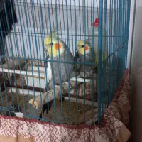 عروس هلندی جفت|پرنده|فردیس, سپید دشت|دیوار