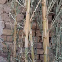 فروش نی هفت بند قطر خوب|سازهای سنتی|کاشان, راه آهن کاشان|دیوار