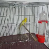 قناری پرتقالی ماده