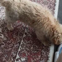 شیتزو|سگ|رشت, معلم|دیوار