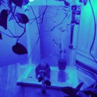 آکواریوم شیشه خم