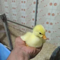 جوجه غاز و قوقاز و بوقلمون
