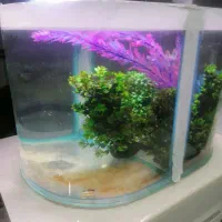 آکواریوم شیشه خم حلال