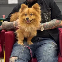 پامر روباهی