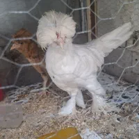 مرغ و خروس سلطان