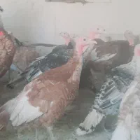 بوقلمون بوربون ومحلی|حیوانات مزرعه|همدان, |دیوار