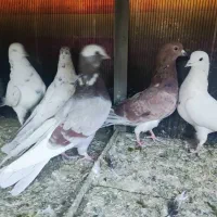 کفتر گرفتنی